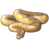 Ball Python: Banana